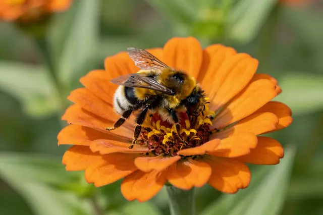 A fuzzy bumblebee rests on the center of a bright orange zinnia flower in soft garden light