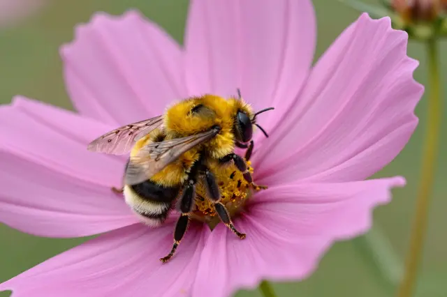 A fuzzy bumblebee rests on the center of an open pink cosmos flower.