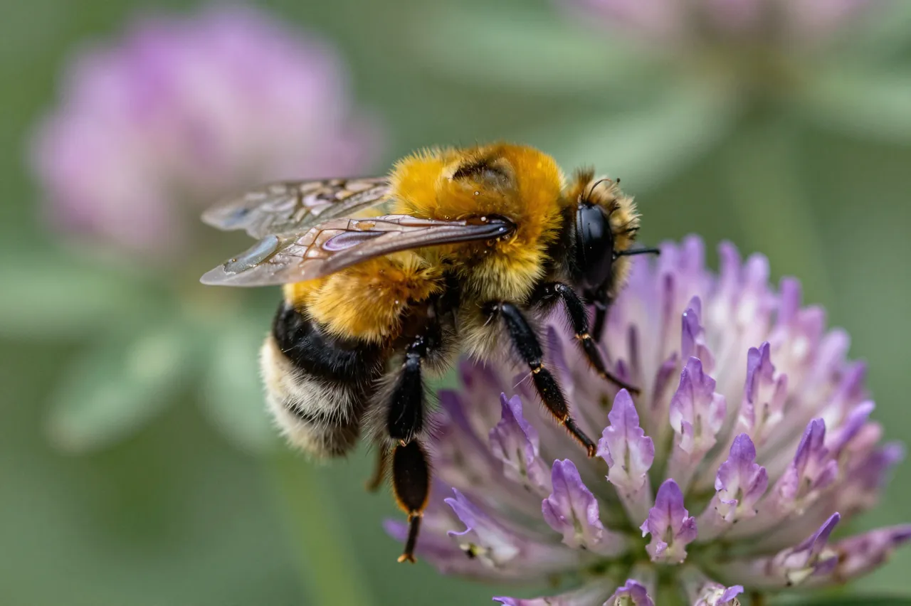 Macro close-up of a fuzzy bumblebee resting on a purple clover flower, with blurred green foliage background