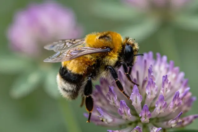 Macro close-up of a fuzzy bumblebee resting on a purple clover flower, with blurred green foliage background