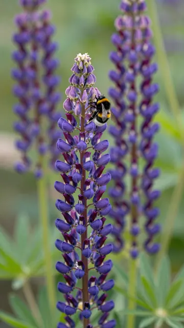 A bumblebee rests on a tall purple lupine flower spike in a sunlit summer garden