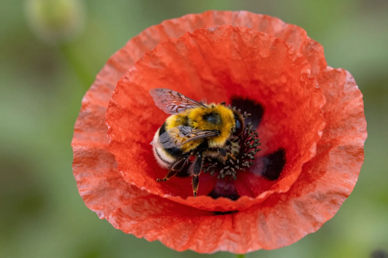 A close-up macro shot of a fuzzy bumblebee resting on the dark stamens of a bright red poppy.