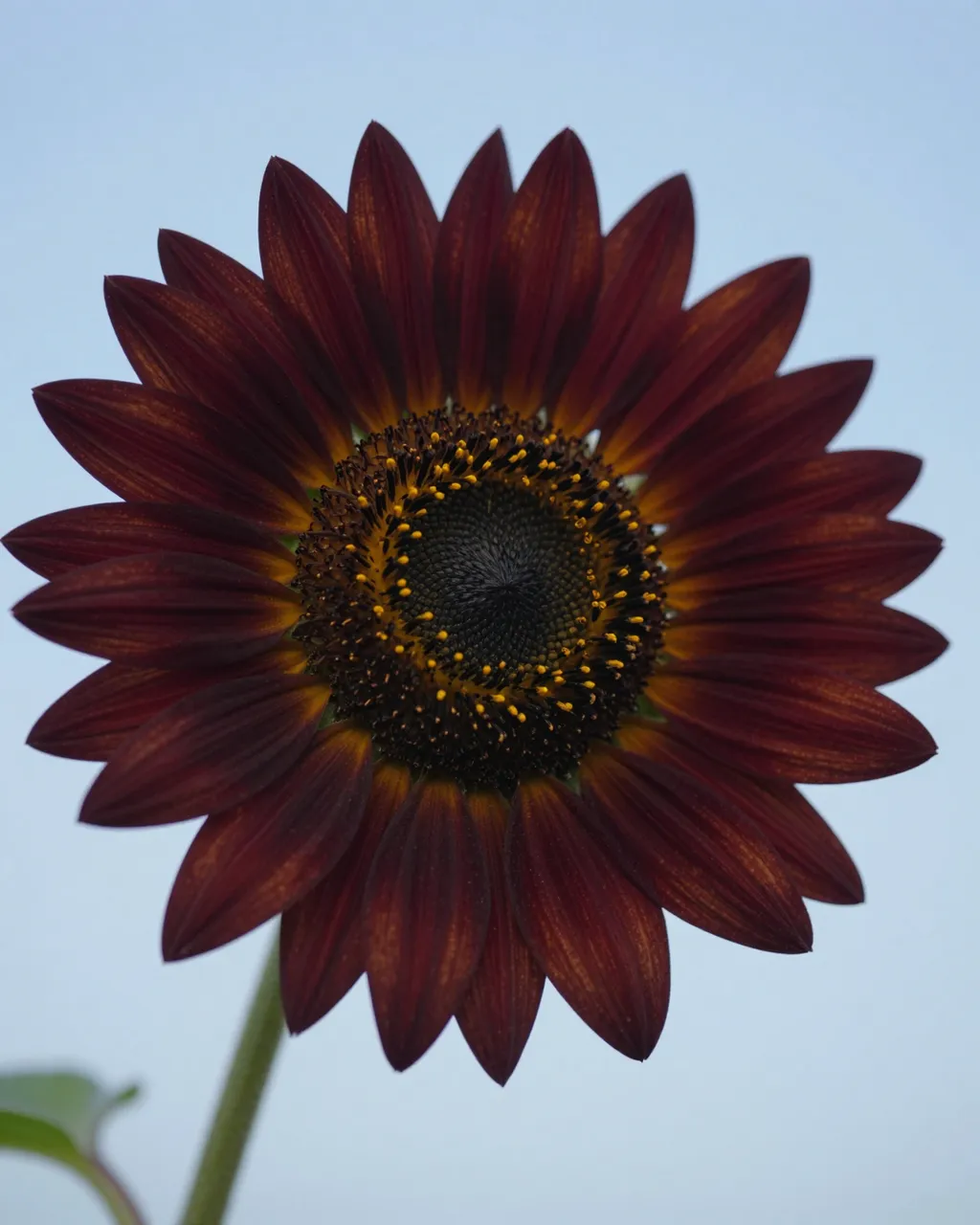 A single deep burgundy sunflower bloom with golden pollen sits against a pale blue sky.
