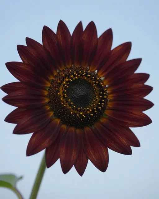 A single deep burgundy sunflower bloom with golden pollen sits against a pale blue sky.