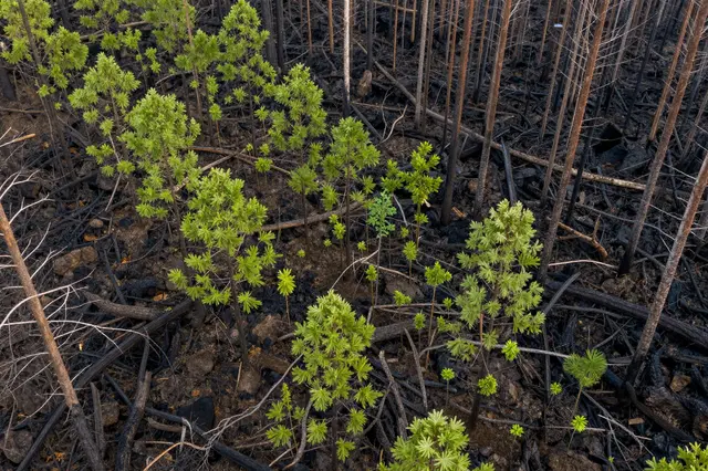 Bright green new tree seedlings grow among charred dead trunks in a post-wildfire forest from an aerial perspective