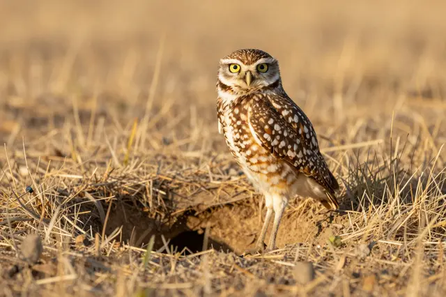 A burrowing owl with bright yellow eyes stands at the opening of its burrow in sunlit dry grassland.