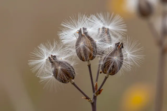 Close-up of dried milkweed pods releasing fluffy silky seeds against a soft blurred autumn background