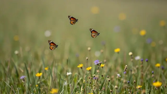 Three orange butterflies fly above a sunlit meadow dotted with colorful wildflowers