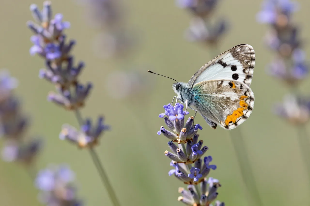 A patterned butterfly perches on a lavender flower stem in soft sunlit surroundings