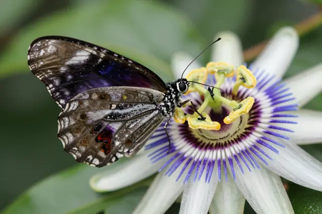 A patterned butterfly rests perched on the center of an open passionflower against blurred green foliage.