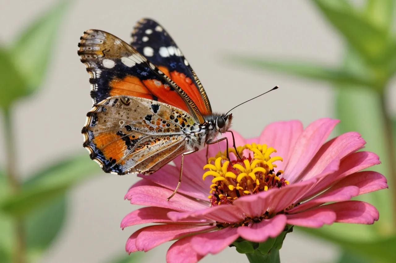 A painted lady butterfly rests and feeds on the center of a pink zinnia flower.