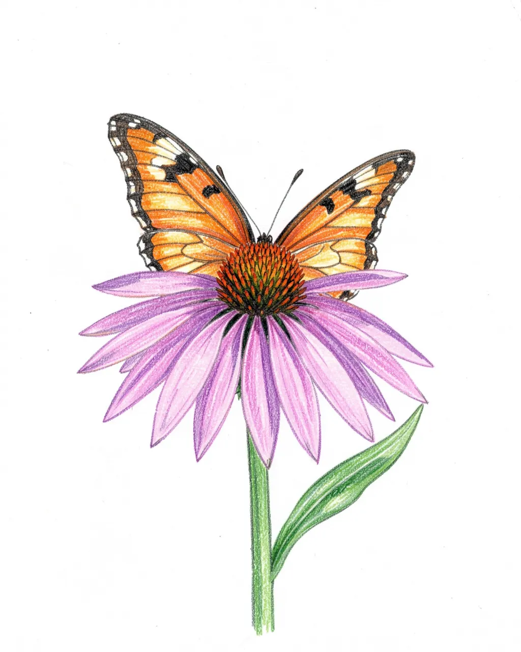 Colored pencil drawing of an orange butterfly resting on a purple coneflower against white paper