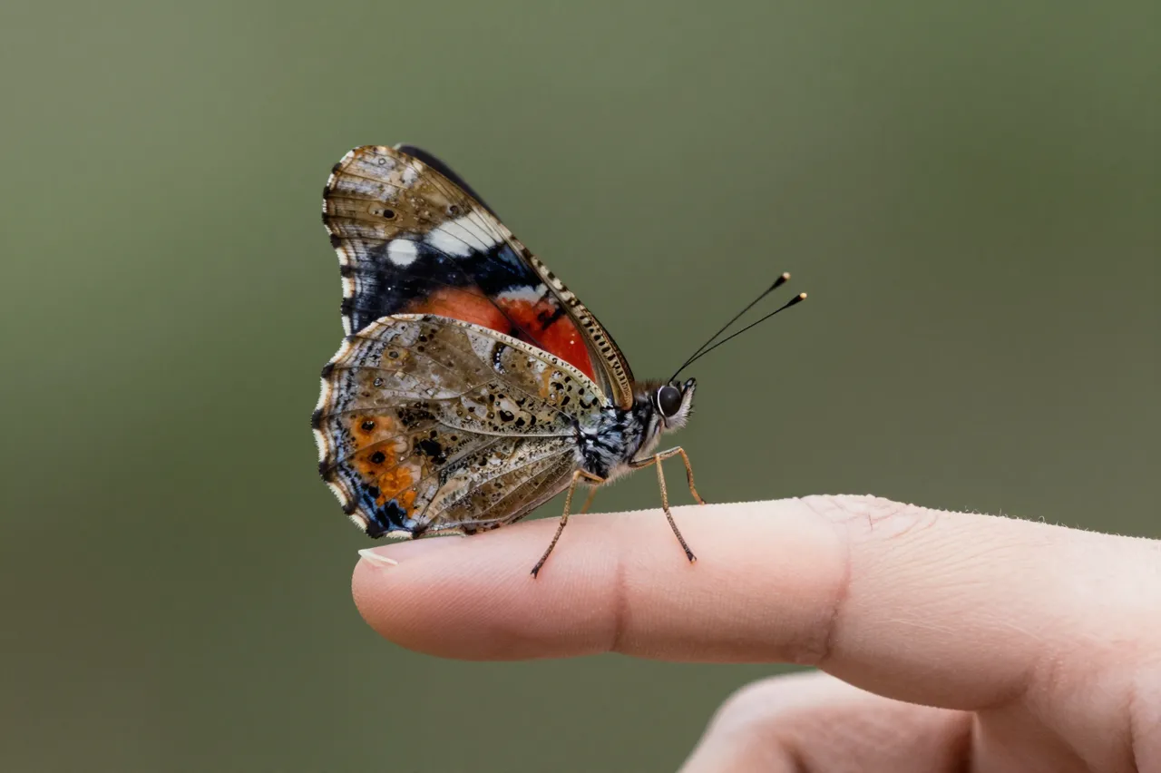 A painted lady butterfly perches gently on the tip of a person's finger against blurred green foliage.