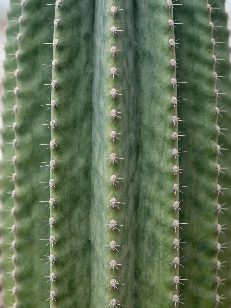 Full frame macro close-up of ribbed green cactus skin with rows of fine white spines