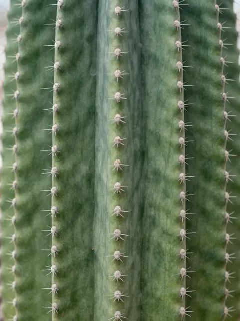 Full frame macro close-up of ribbed green cactus skin with rows of fine white spines