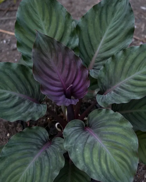 Top-down close-up of a calathea plant with one folded purple leaf surrounded by striped green foliage