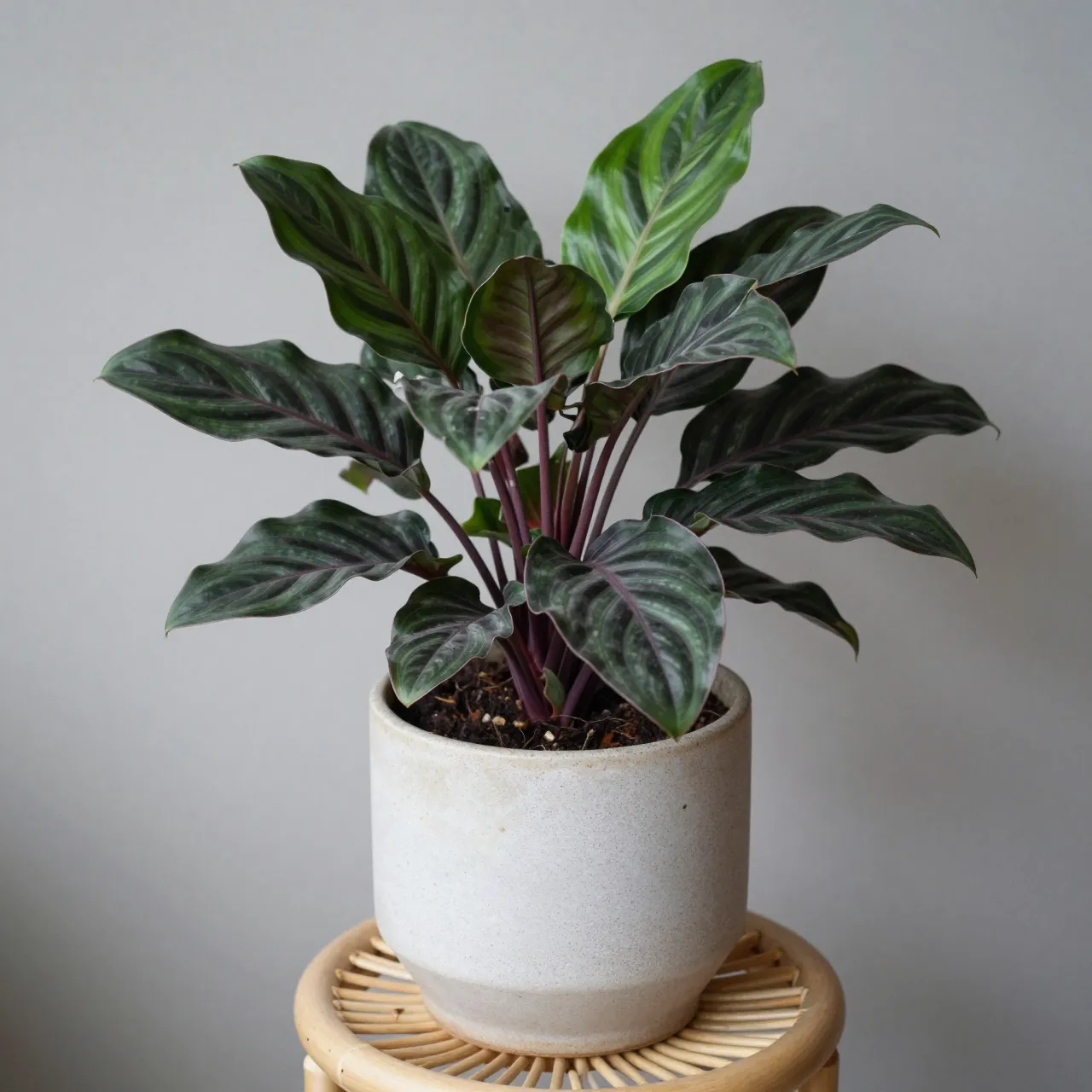 A striped leaf calathea houseplant sits in a speckled ceramic pot atop a small rattan stand against a plain gray wall.