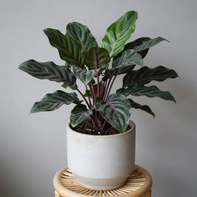 A striped leaf calathea houseplant sits in a speckled ceramic pot atop a small rattan stand against a plain gray wall.