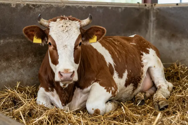 A brown and white dairy cow with yellow ear tags rests on straw inside a concrete barn pen.