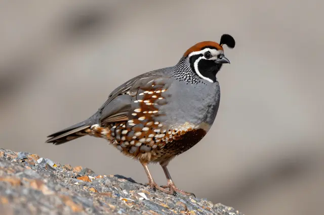 A California quail with a curled topknot stands alert on a gravelly rock against a soft blurred background