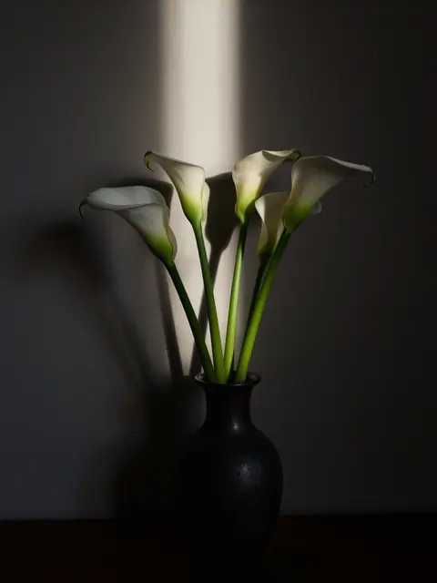 White calla lilies in a dark vase are lit by a single narrow vertical beam of light against a dim wall