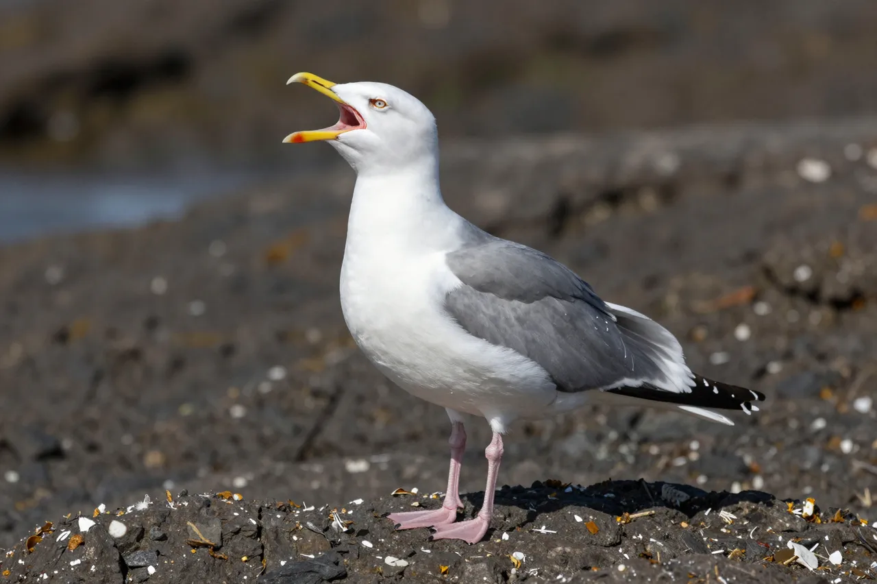 A herring gull stands on dark rocky shore with its beak wide open calling out.