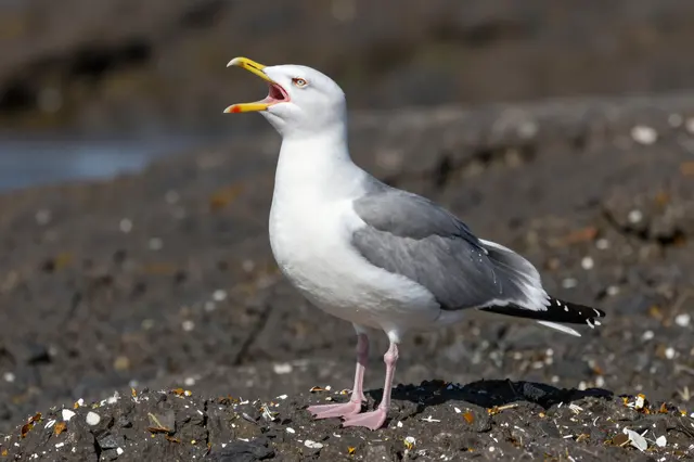 A herring gull stands on dark rocky shore with its beak wide open calling out.