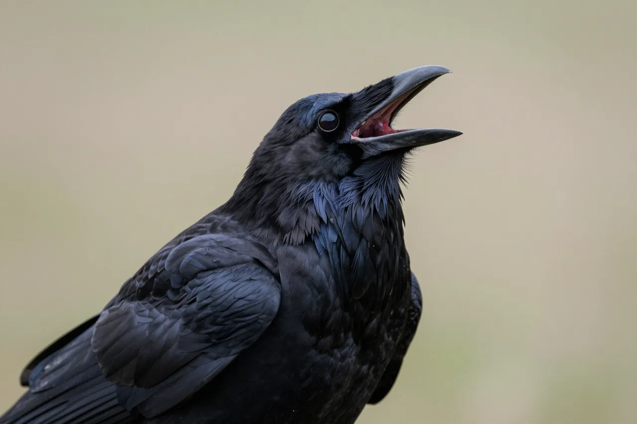 Close-up of a raven with its beak open calling, throat feathers ruffled against a soft blurred background