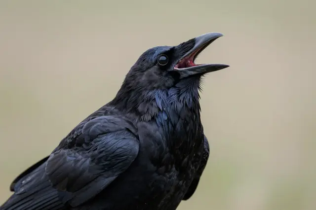 Close-up of a raven with its beak open calling, throat feathers ruffled against a soft blurred background