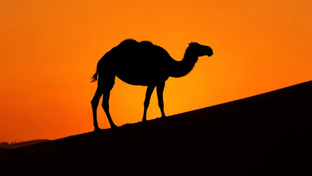 Black camel silhouette stands on a sand dune ridge against a vivid deep orange sunset sky