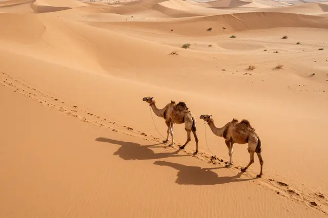 Aerial view of two camels walking across orange sand dunes with long cast shadows