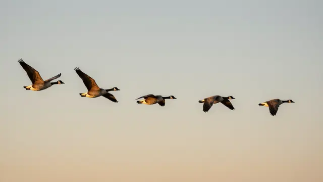 Five Canada geese fly in a loose formation across a soft gradient sunset sky