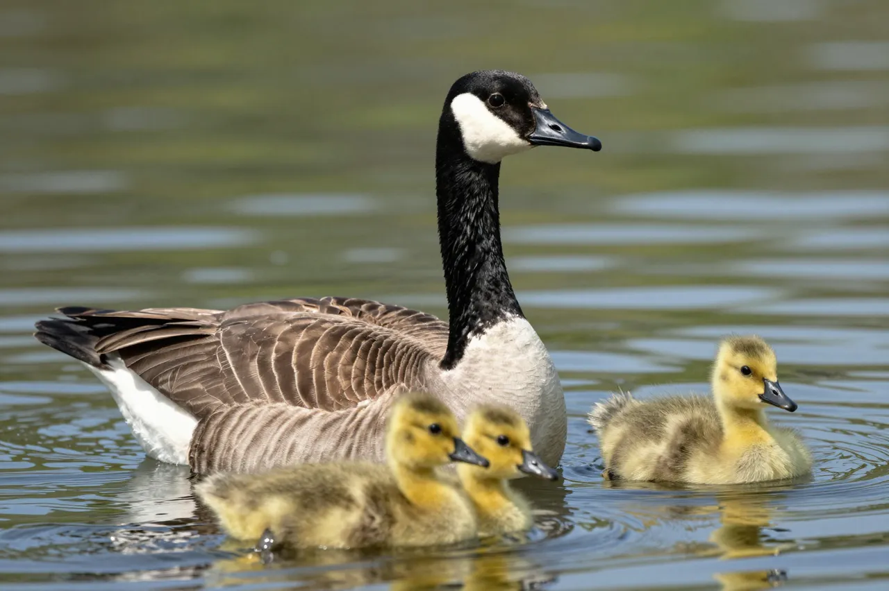 An adult Canada goose swims alongside three fuzzy yellow goslings on calm rippled lake water.
