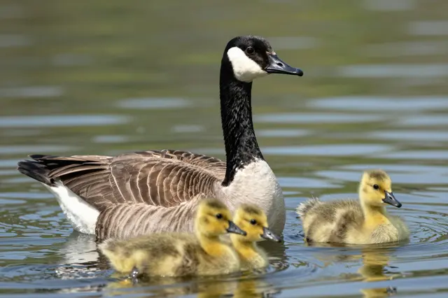 An adult Canada goose swims alongside three fuzzy yellow goslings on calm rippled lake water.