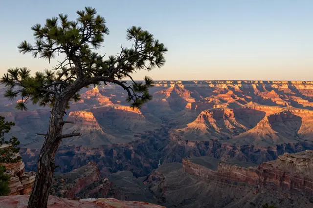 A twisted gnarled pine stands on a canyon rim as golden sunset light illuminates distant layered rock formations