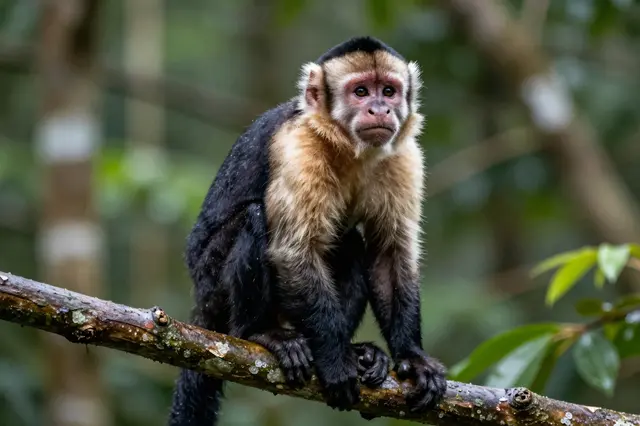 A capuchin monkey sits perched on a wet rainforest branch looking toward the viewer