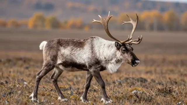 A caribou with large antlers walks across dry golden autumn tundra grass