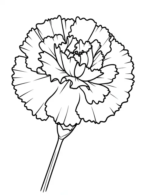 Black and white bold line drawing of a frilly carnation flower on a plain white background