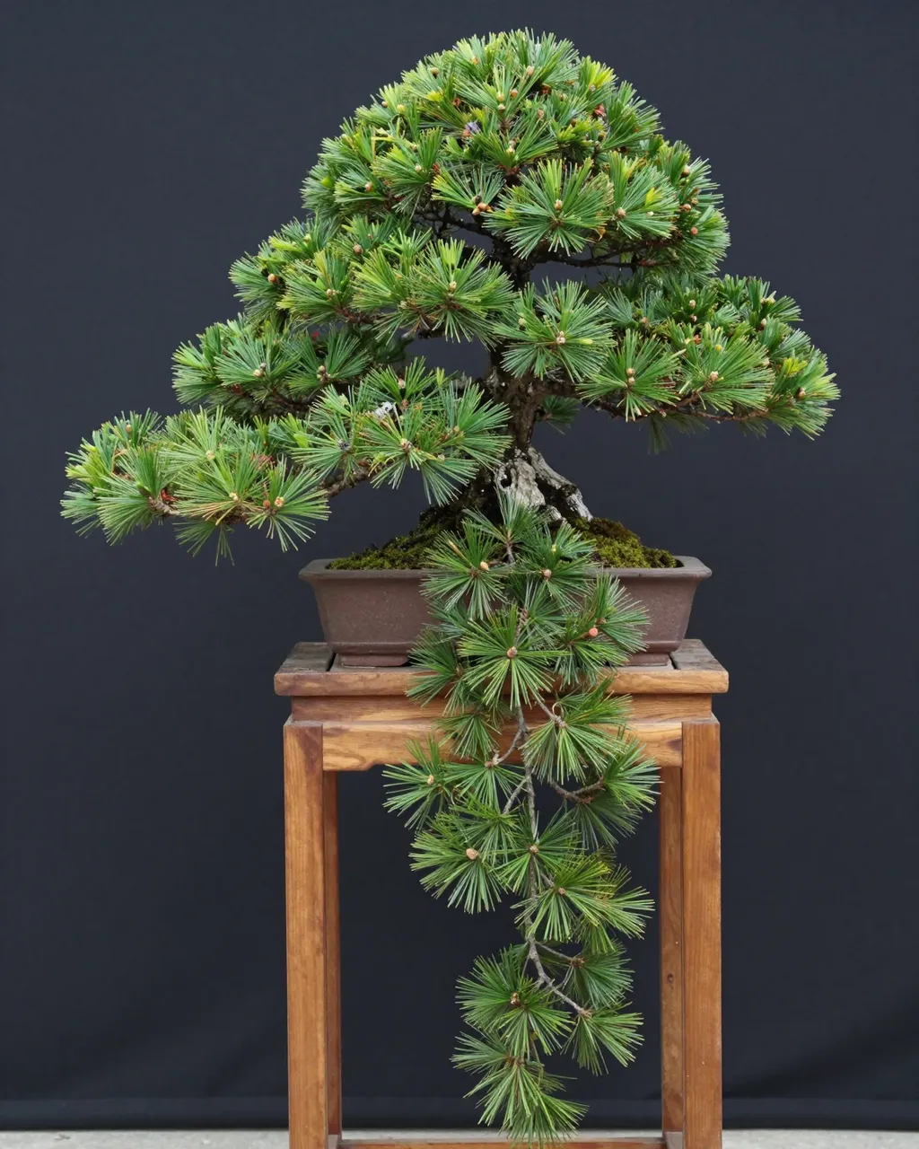 Cascade style pine bonsai tree in a ceramic pot resting on a wooden display stand against a dark background