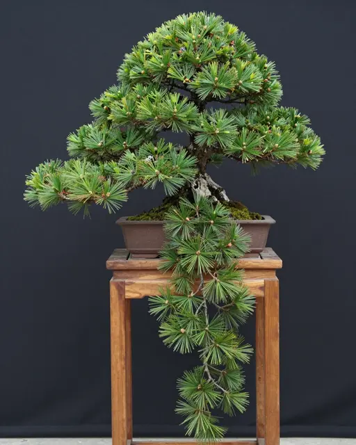 Cascade style pine bonsai tree in a ceramic pot resting on a wooden display stand against a dark background