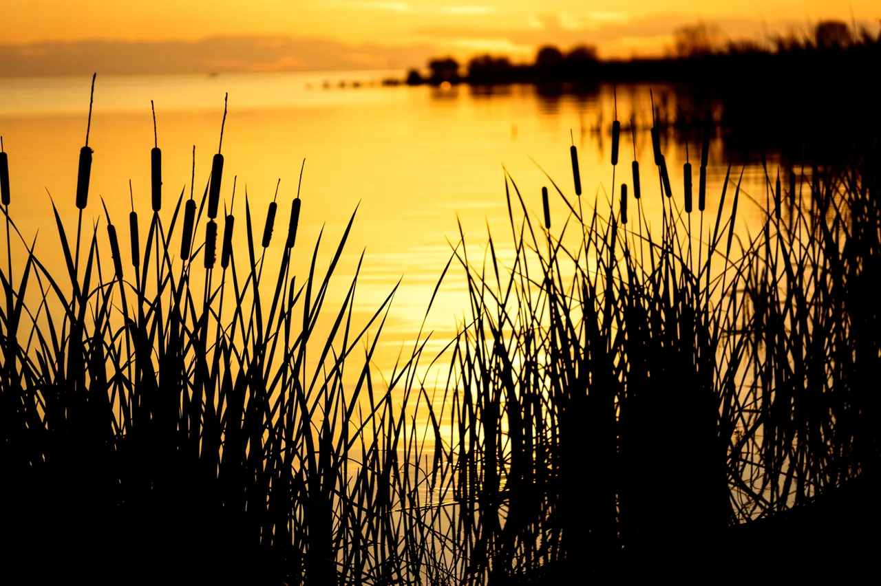 Black cattail and reed silhouettes line a calm pond reflecting a warm golden sunset