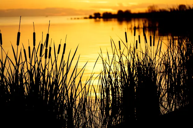 Black cattail and reed silhouettes line a calm pond reflecting a warm golden sunset