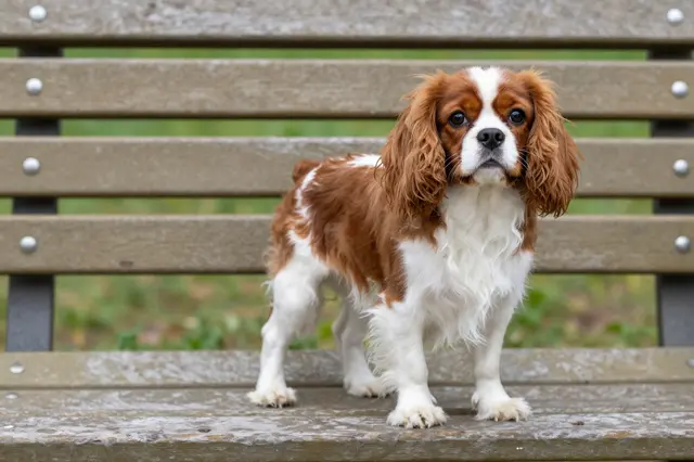 A brown and white cavalier king charles spaniel stands upright on a weathered wooden garden bench looking at the camera