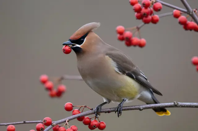 A cedar waxwing perched on a berry branch holding a red berry in its beak