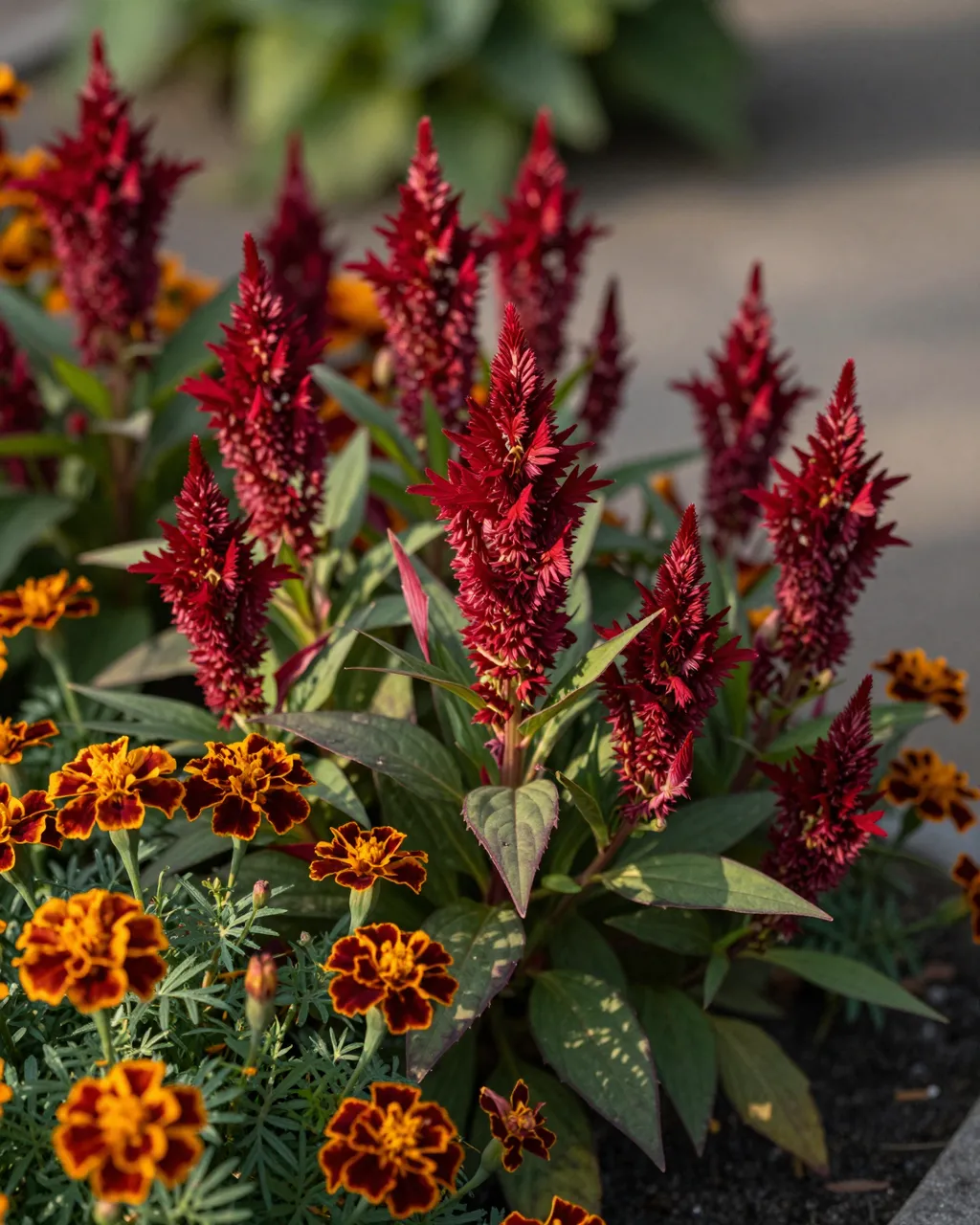 Deep red celosia plumes and bronze marigolds grow in a sunlit cottage garden border in late afternoon light