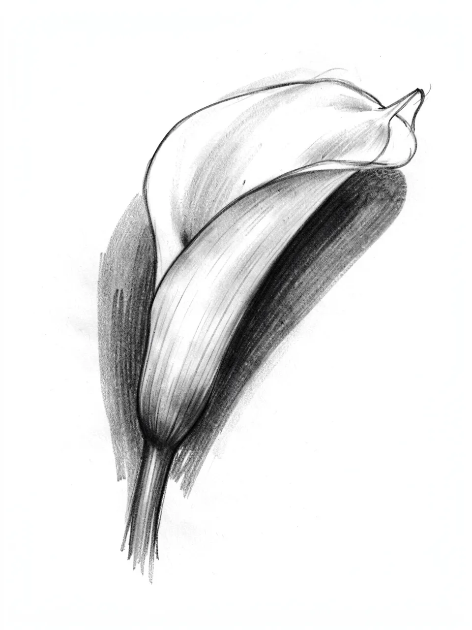 A soft charcoal drawing of a curved calla lily bloom on plain white paper
