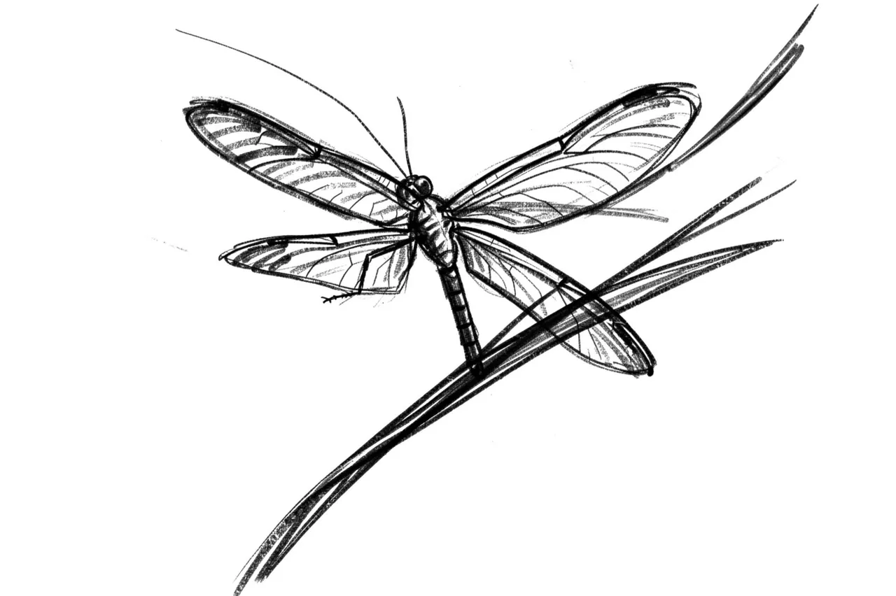 Loose charcoal sketch of a dragonfly resting on a slender reed stem against plain white paper