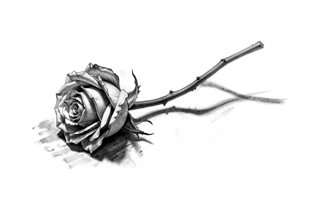 A charcoal sketch of a single rose lying on its side with a trailing stem on white paper