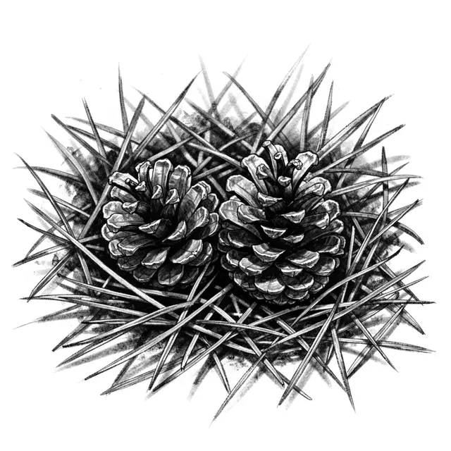 Monochrome charcoal sketch of two pinecones resting on a bed of pine needles against white paper