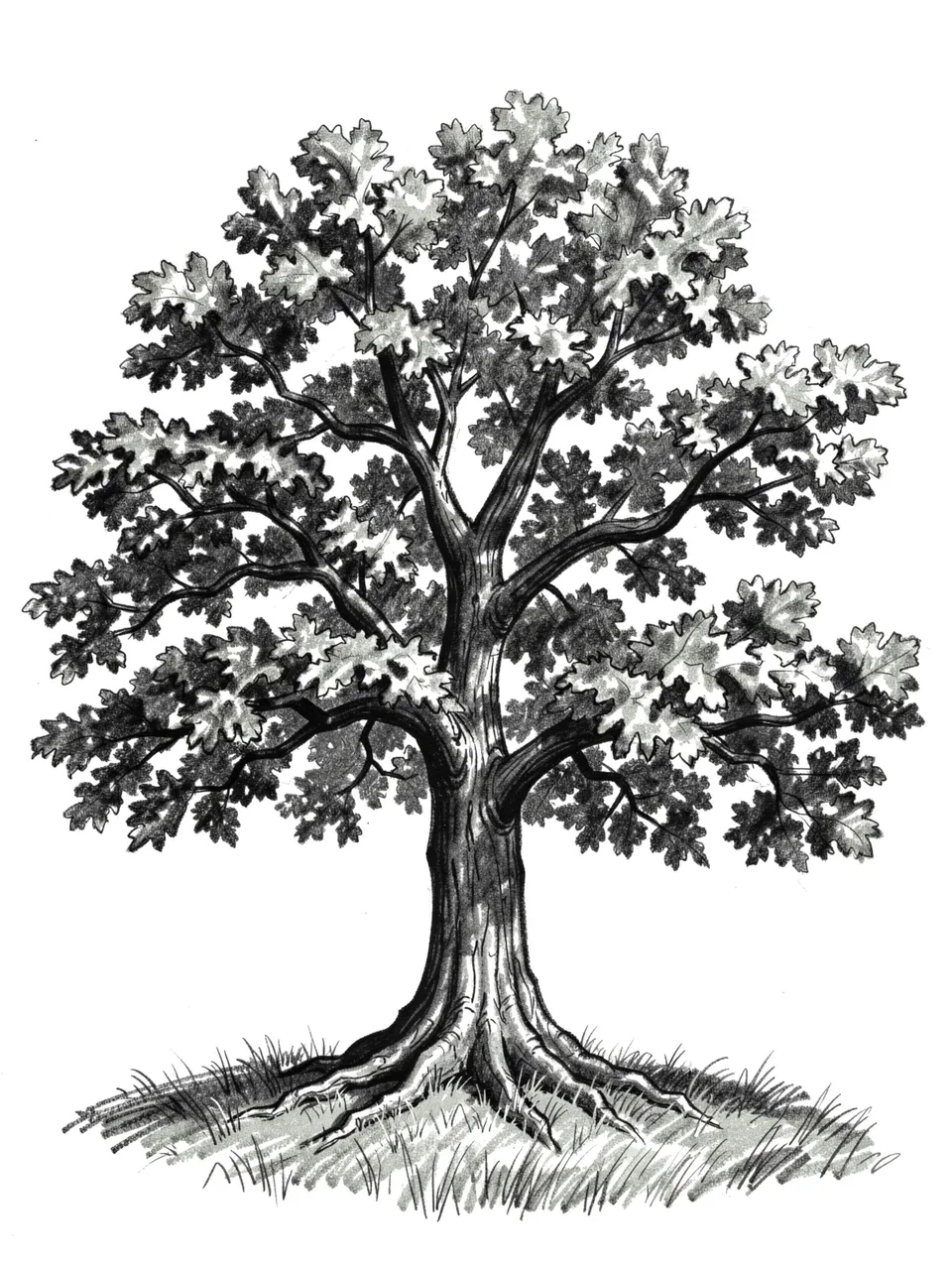 Detailed charcoal sketch of a full leafy oak tree standing on grass against a plain white background